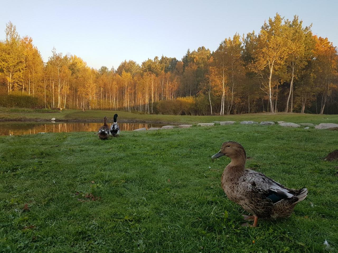 Villa Cheval Aukštadvaris Eksteriør billede